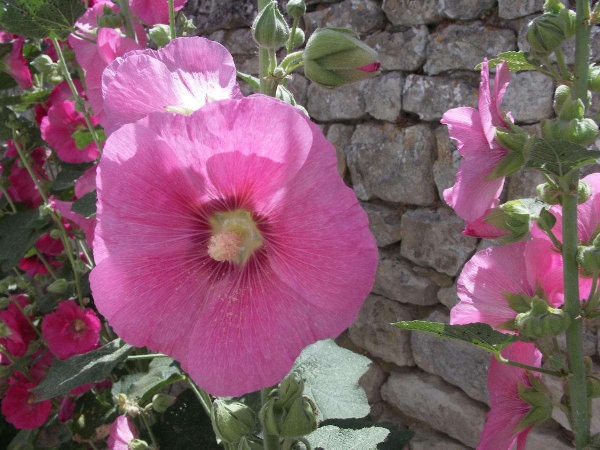 Holiday home Maison Telline Saint-Martin-de-Re